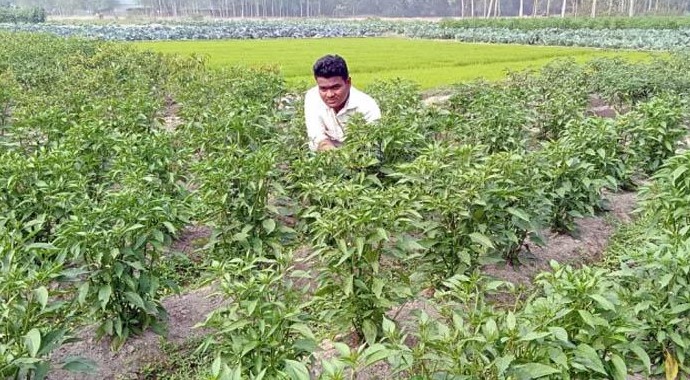 চাকরি ছেড়ে কৃষি কাজ, তৌহিদের বছরে আয় ১৫ লাখ!