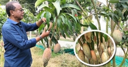 ৪৭ জাতের আম চাষে সাড়া ফেলেছেন হেলাল!