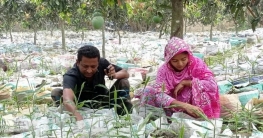 নওগাঁয় আম ও লিচুগাছের ফাঁকে ফাঁকে বস্তায় আদা চাষ
