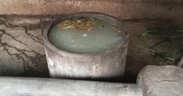 গরুর খাবারের গামলায় ভাসছিল নবজাতকের মরদেহ