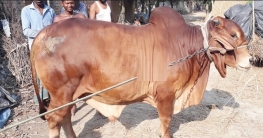 ‘রাজাবাবু’র ওজন ২৫ মণ, দাম ১৩ লাখ