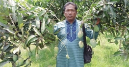শখের আম বাগানে মালেকের বাজিমাত