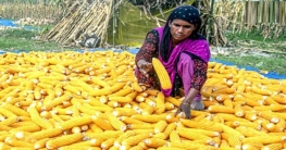 ভুট্টা চাষে লাভবান বগুড়ার চাষি