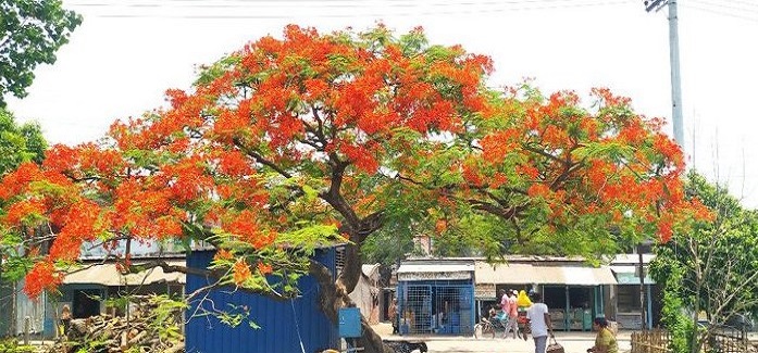 সান্তাহারে প্রকৃতিপ্রেমীদের হাতছানি দিচ্ছে বর্ণিল কৃষ্ণচুড়া