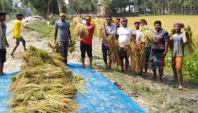 আদমদীঘিতে ধান ঘরে তুলতে ব্যস্ত কৃষকেরা