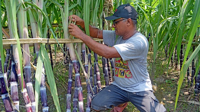 বগুড়ায় কালো আখ থেকে উৎপাদন হচ্ছে লাল চিনি