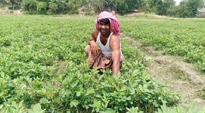 পরীক্ষামূলকভাবে চিনা বাদাম চাষে দুলালের সাফল্য!