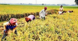 বগুড়ায় বোরোর বাম্পার ফলন, কৃষকের স্বপ্ন পূরণের হাতছানি বগুড়ায় বোরোর বাম্পার ফলন, কৃষকের স্বপ্ন পূরণের হাতছানি