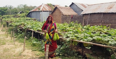পদ্মার চরে সবজি চাষে বিপ্লব