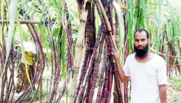 লম্বায় ১২-১৫ ফুট, ২৫ শতকে লাখ টাকার আখ বিক্রি