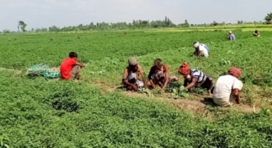 সোনাতলায় চরাঞ্চলে মরিচের বাম্পার ফলনের সম্ভাবনা