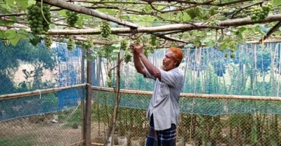 মাচায় ঝুলছে আতিকুল্লাহর সবুজ স্বপ্ন