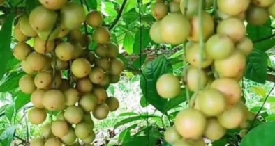 লটকন চাষে স্বাবলম্বী হচ্ছেন কৃষকেরা