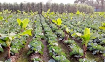 আন্তঃফসল চাষে হাসি ফুটছে চাষিদের