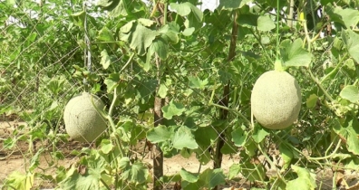 সাম্মাম চাষ তিন মাসে খরচের চারগুণ লাভ