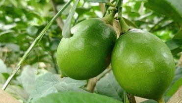 বারমাসী সিডলেস লেবু চাষে সামউলের সফলতা