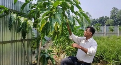 ননী ফলের চাষ করে সফলতা পেয়েছেন চাষি বাবুল হোসেন