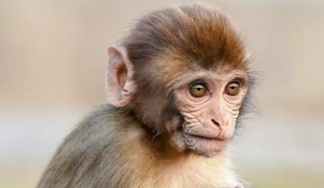 বানরের আক্রমণে শিশুর মৃত্যু