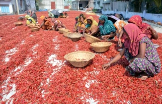 বগুড়ার লাল মরিচের চাহিদা দেশব্যাপী