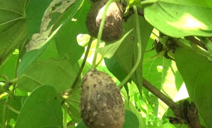 বাণিজ্যিকভাবে চাষ হচ্ছে গাছ আলু, কৃষকের মুখে হাসি বাণিজ্যিকভাবে চাষ হচ্ছে গাছ আলু, কৃষকের মুখে হাসি