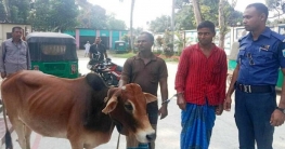 ধুনটে গরু চুরি করে নিয়ে যাওয়ার সময় ২ চোর আটক
