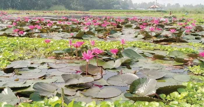 সোনাতলায় খাল-বিলে শাপলা ফুলের বিপুল সমাহার সোনাতলায় খাল-বিলে শাপলা ফুলের বিপুল সমাহার