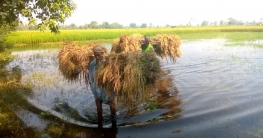 সারিয়াকান্দিতে আমন ধান কাটা শুরু