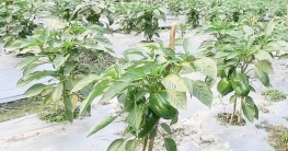 ক্যাপসিকাম চাষে দ্বিগুণের চেয়েও বেশি লাভ
