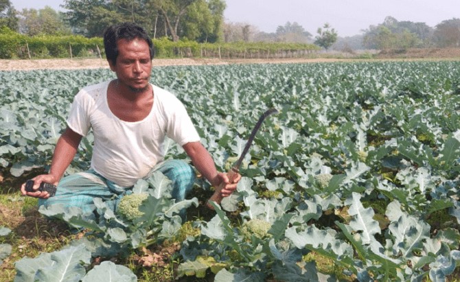 সবজি চাষে সফল কৃষক মিন্নত আলী সবজি চাষে সফল কৃষক মিন্নত আলী