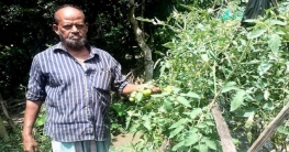 গ্রীষ্মকালীন টমেটো চাষে আব্দুল লতিফের সফলতা