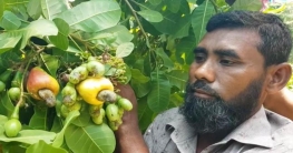 সমতলে কাজুবাদামের পরিক্ষামূলক চাষে মোতাছিমের সাফল্য!