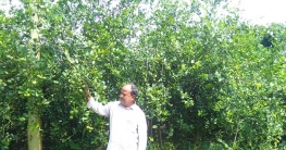 ২৫ টাকায় লেবুর চারা কিনে বছরে আয় লাখ টাকা