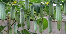 ধানের জমিতে শসার আবাদে বাম্পার ফলনে কৃষকের মুখে হাসি