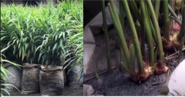 বাড়ির আঙ্গিনায় আদা চাষ করে সফলতা