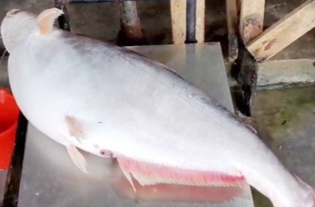 ইলিশের জালে ধরা পড়ল ১০ কেজির পাঙাশ ইলিশের জালে ধরা পড়ল ১০ কেজির পাঙাশ