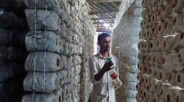 বগুড়ায় মাশরুম চাষে তাক লাগিয়েছেন কলেজছাত্র আব্দুল মোমিন বগুড়ায় মাশরুম চাষে তাক লাগিয়েছেন কলেজছাত্র আব্দুল মোমিন