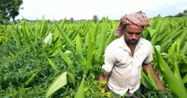 একই জমিতে চার ফসল, কৃষকের মুখে হাসি