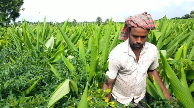 একই জমিতে চার ফসল, কৃষকের মুখে হাসি একই জমিতে চার ফসল, কৃষকের মুখে হাসি