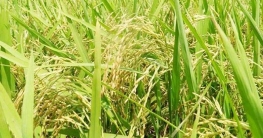 প্রথমবারেই ব্রি ৯৮ চাষে আশানুরূপ ফলন