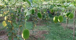 কাকরোল চাষে ৭০/৮০ হাজার টাকা খরচ করে প্রায় দুই লাখ টাকার
