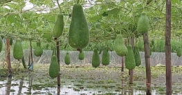 ভাসমান পদ্ধতিতে লাউ চাষে সফল চাষিরা