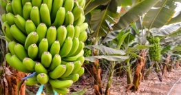 ৫০টি চাকরির পরীক্ষায় ব্যর্থ, কলা চাষে সফল বগুড়ার শাকিল