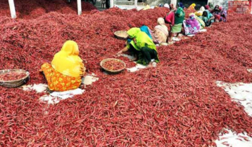 হাইব্রিড মরিচ চাষে ঝুঁকছেন বগুড়ার কৃষকেরা