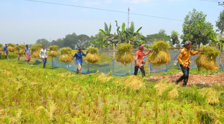 বগুড়ায় বোরো ধানের সোনালী রঙে কৃষকের হাসি