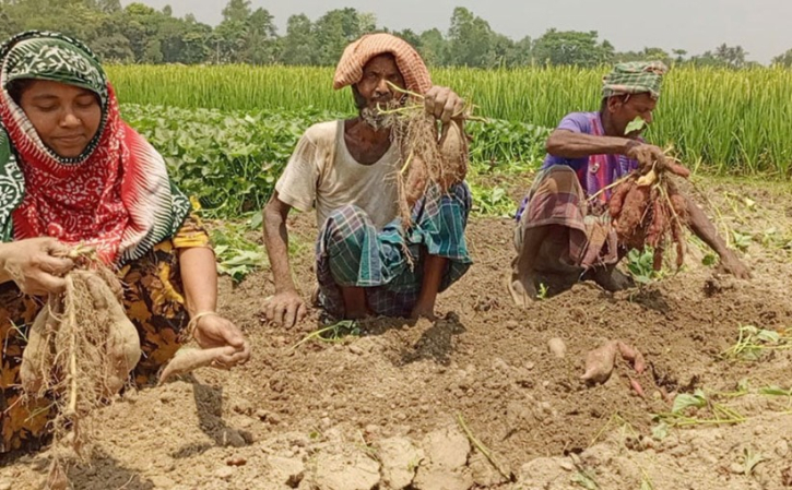 বগুড়ার চরে মিষ্টি আলু চাষে বাম্পার ফলন বগুড়ার চরে মিষ্টি আলু চাষে বাম্পার ফলন