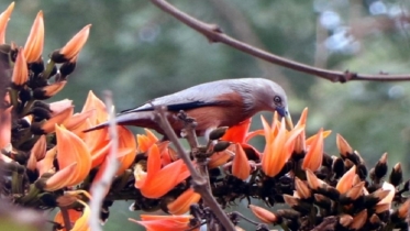 রক্তিম পলাশের মনোহর মোহ!