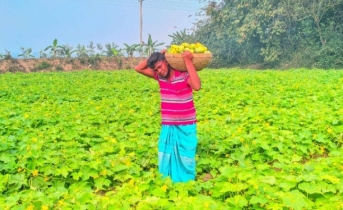 খিরা চাষ করে ভাগ্য বদলের স্বপ্ন দেখছে নন্দীগ্রামের রানা