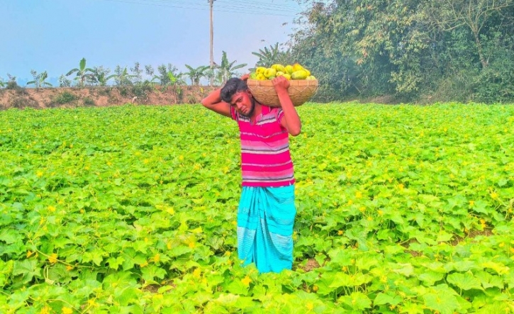 খিরা চাষ করে ভাগ্য বদলের স্বপ্ন দেখছে নন্দীগ্রামের রানা খিরা চাষ করে ভাগ্য বদলের স্বপ্ন দেখছে নন্দীগ্রামের রানা