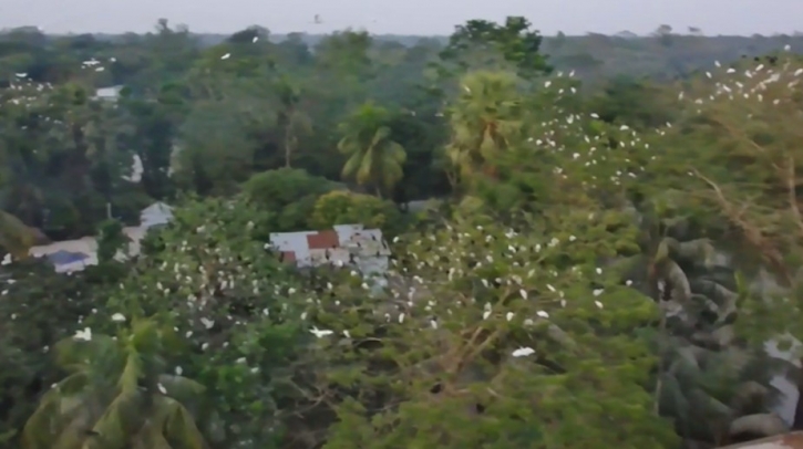 যে গ্রামে শত বছর ধরে বিচরণ করছে রহস্যময় পাখি