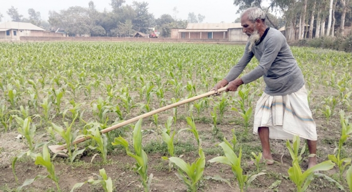 ভুট্টা চাষে ঘুরে গেছে কৃষকের ভাগ্যের চাকা ভুট্টা চাষে ঘুরে গেছে কৃষকের ভাগ্যের চাকা